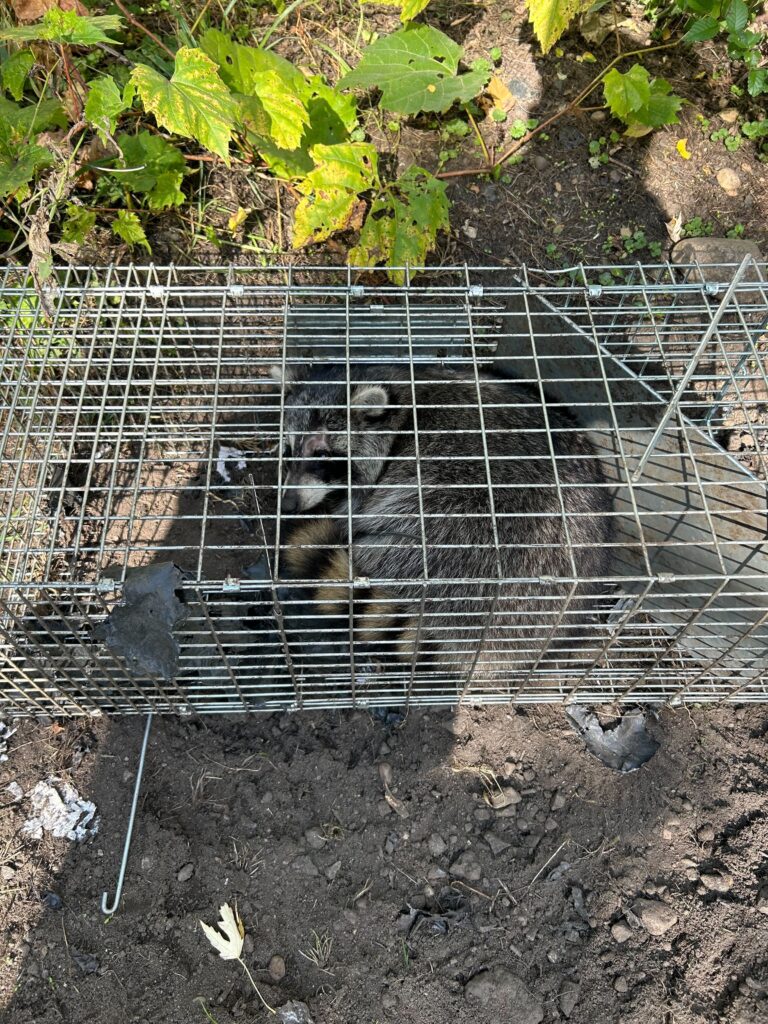 Wildlife Control St Clair Shores