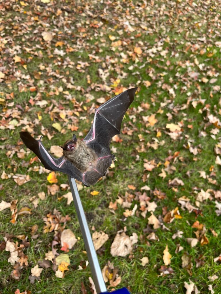 Wildlife Control St Clair Shores